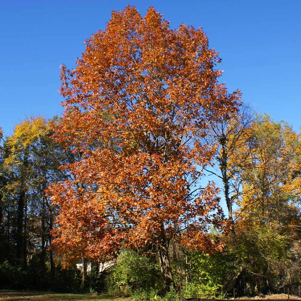 Northern Red Oak Tree (Quercus rubra) Deciduous Shade Tree 2