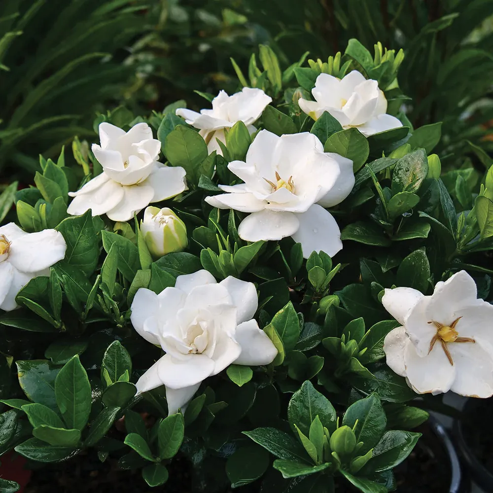 Proven Winners® Steady As She Goes® Gardenia Shrub 2