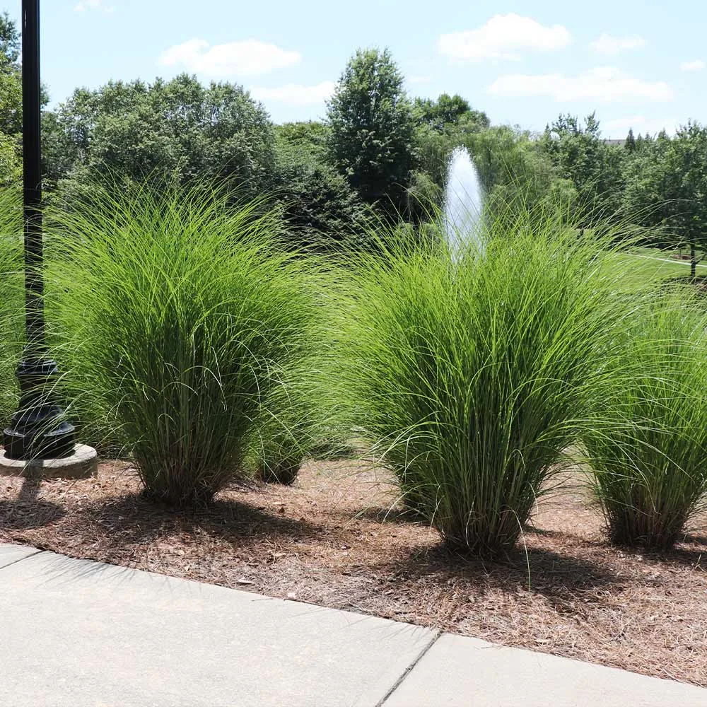 Miscanthus Gracillimus Maiden Grass Ornamental Perennial Plant