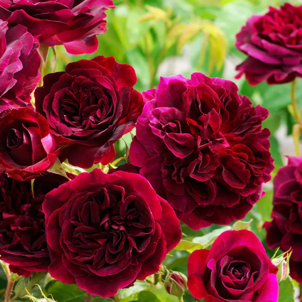 David Austin® Munstead Wood® Rose Bush - Deep Crimson Fragrant Shrub 3