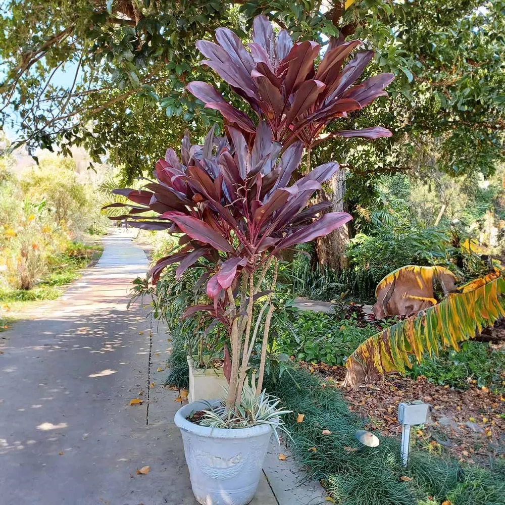 Red Sister Cordyline Tropical Ornamental Plant with Burgundy Foliage 3