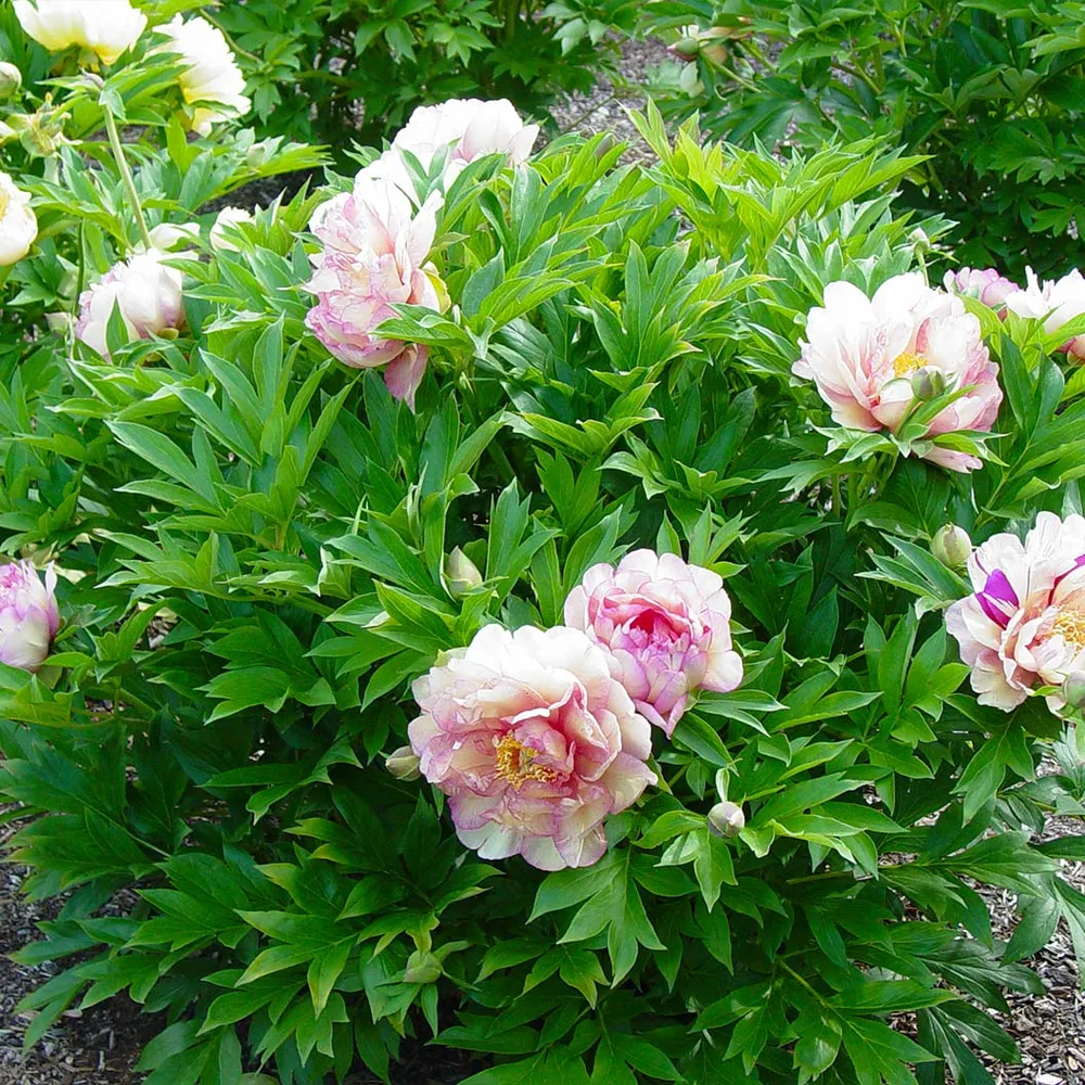 Simply Scrumptious Itoh Peony Plant - Intersectional Hybrid Perennial 1