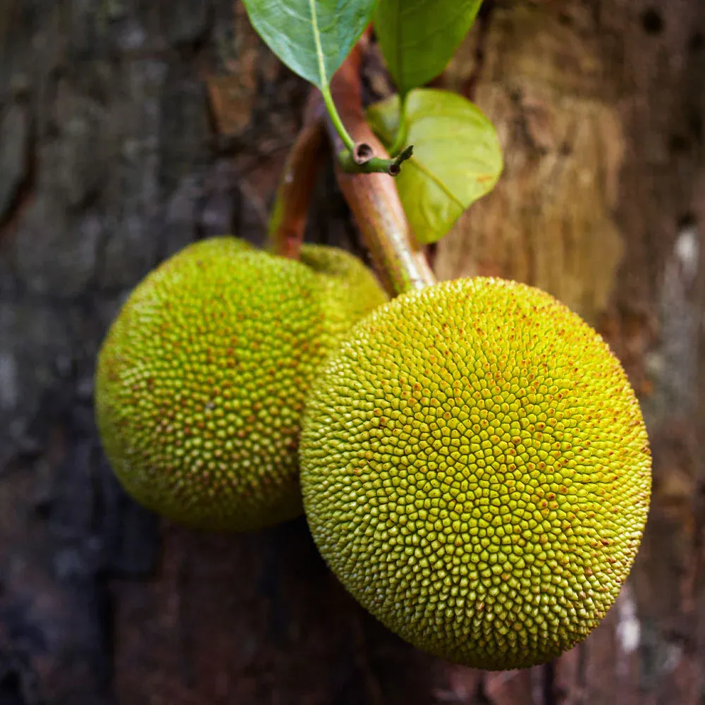 Artocarpus heterophyllus Jackfruit Tree Live Plant