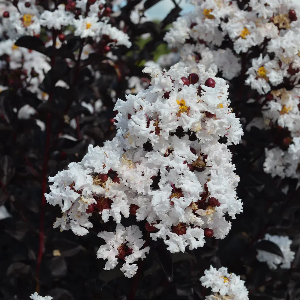 Black Diamond® Crystalline™ Crape Myrtle - White Flowering Ornamental Shrub 2