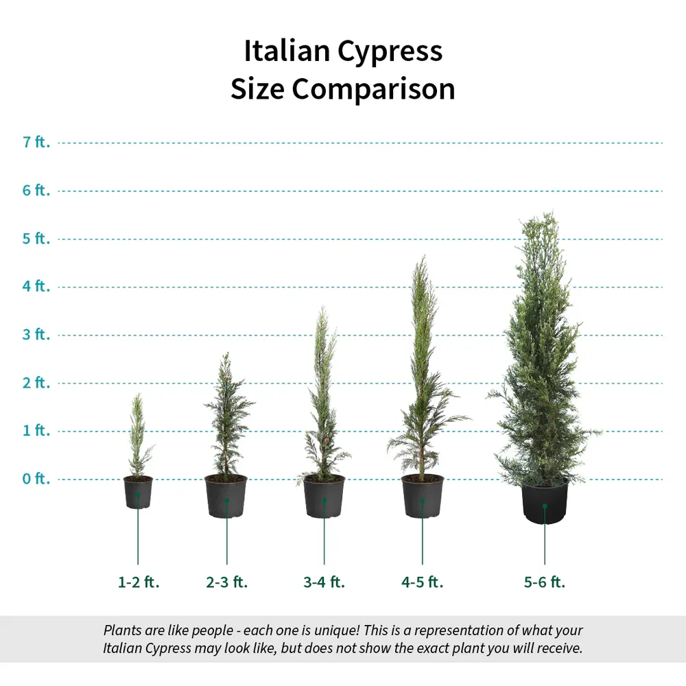 Artificial Italian Cypress Tree - UV Resistant Faux Mediterranean Topiary 6