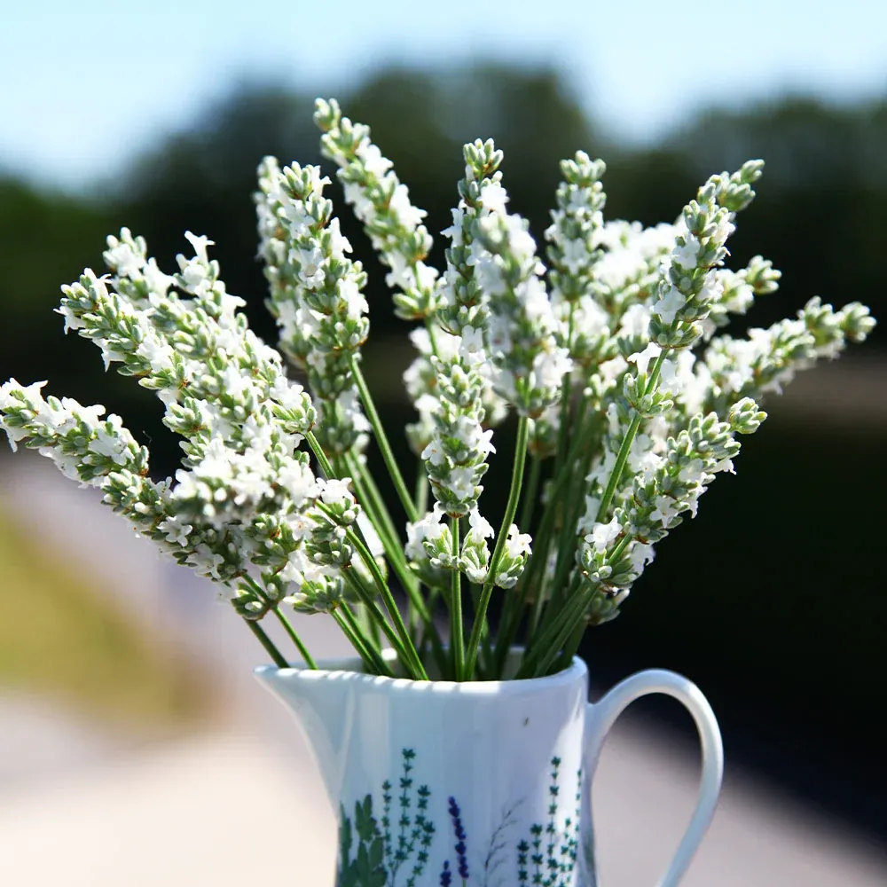Live Lavender Plant - Fragrant Potted Herb for Indoor and Outdoor Use