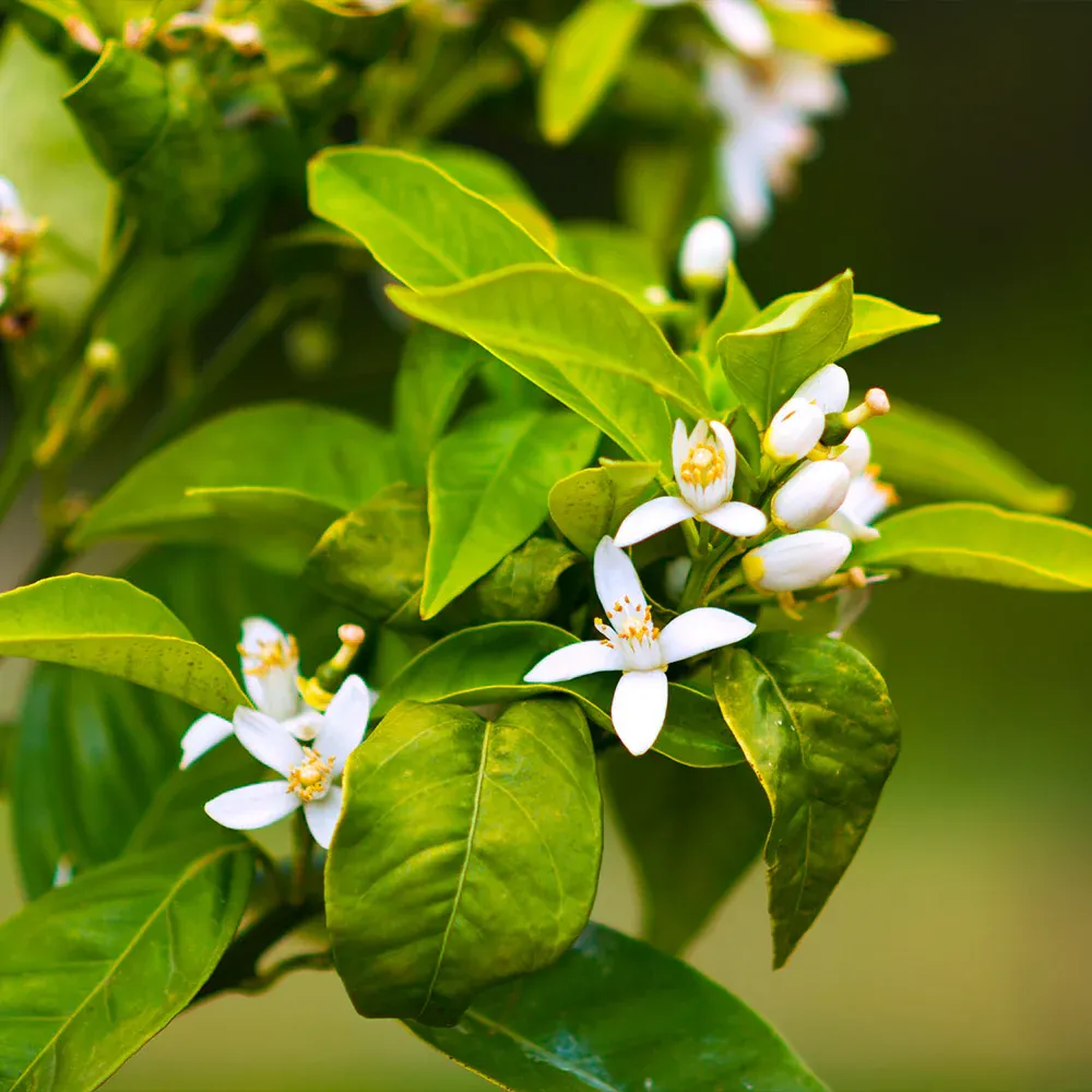 Owari Satsuma Mandarin Tree - Cold Hardy Seedless Citrus Fruit Tree 2