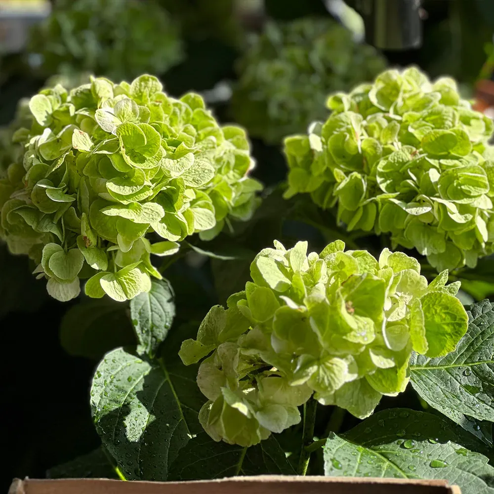 Hydrangea Magical® 'Verdigris' Deciduous Flowering Shrub 2