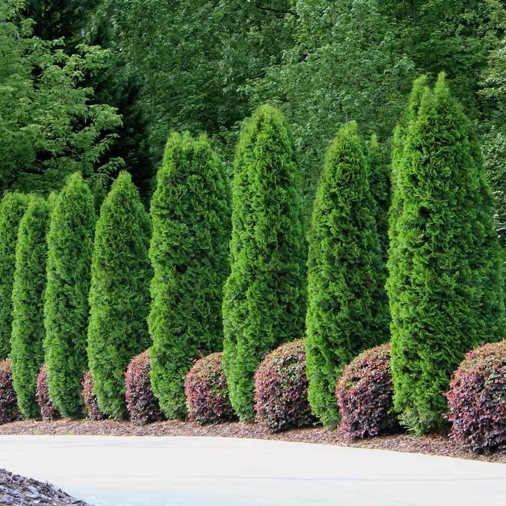 Emerald Green Arborvitae (Thuja Occidentalis) Evergreen Privacy Hedge 2