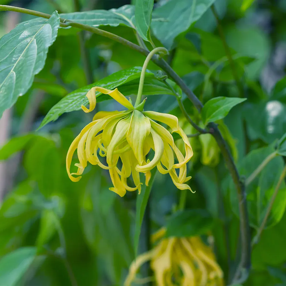 Artificial Ylang Ylang Tree for Indoor Home and Office Decor 1