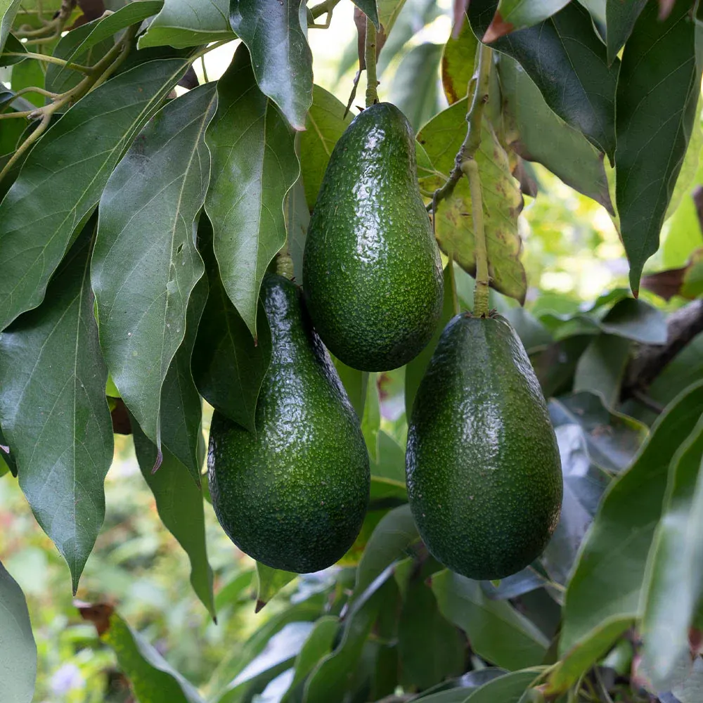 Catalina Avocado Tree - Evergreen Fruit-Bearing Tree for Home Orchards