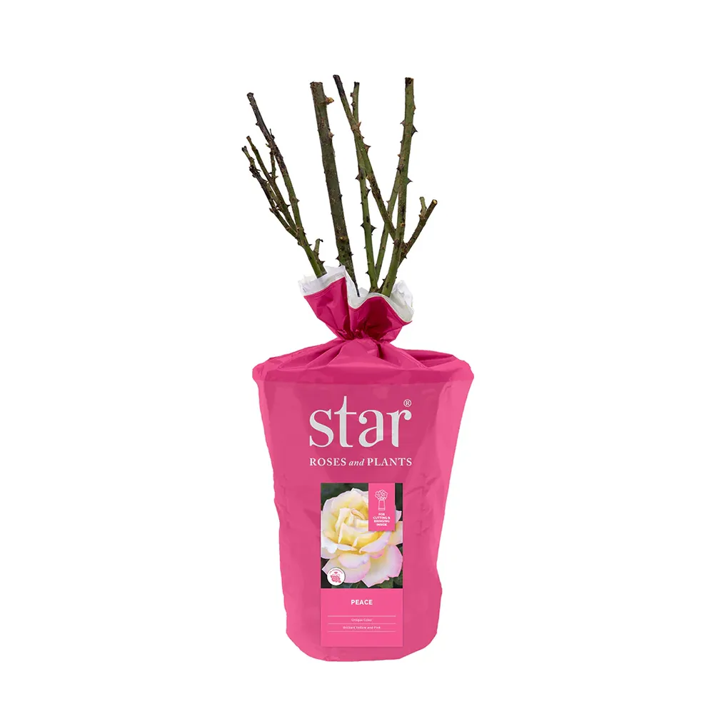 Peace Rose Shrub in Fiber Pot 2