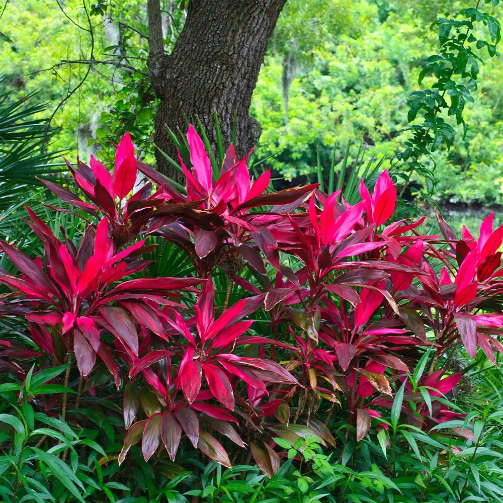 Hawaiian Ti Plant (Cordyline Fruticosa) Vibrant Tropical Indoor Houseplant 4