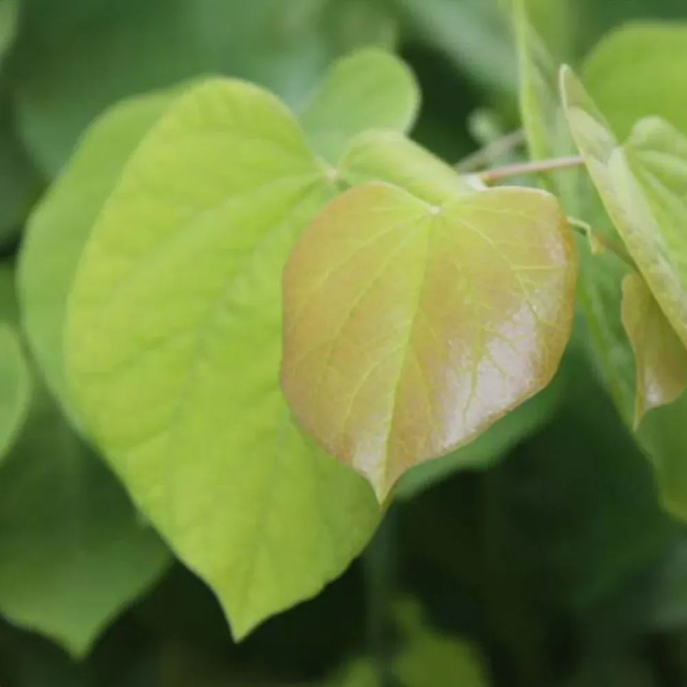 Rise 'N Shine Redbud Tree (Cercis canadensis) - Ornamental Flowering Tree 1