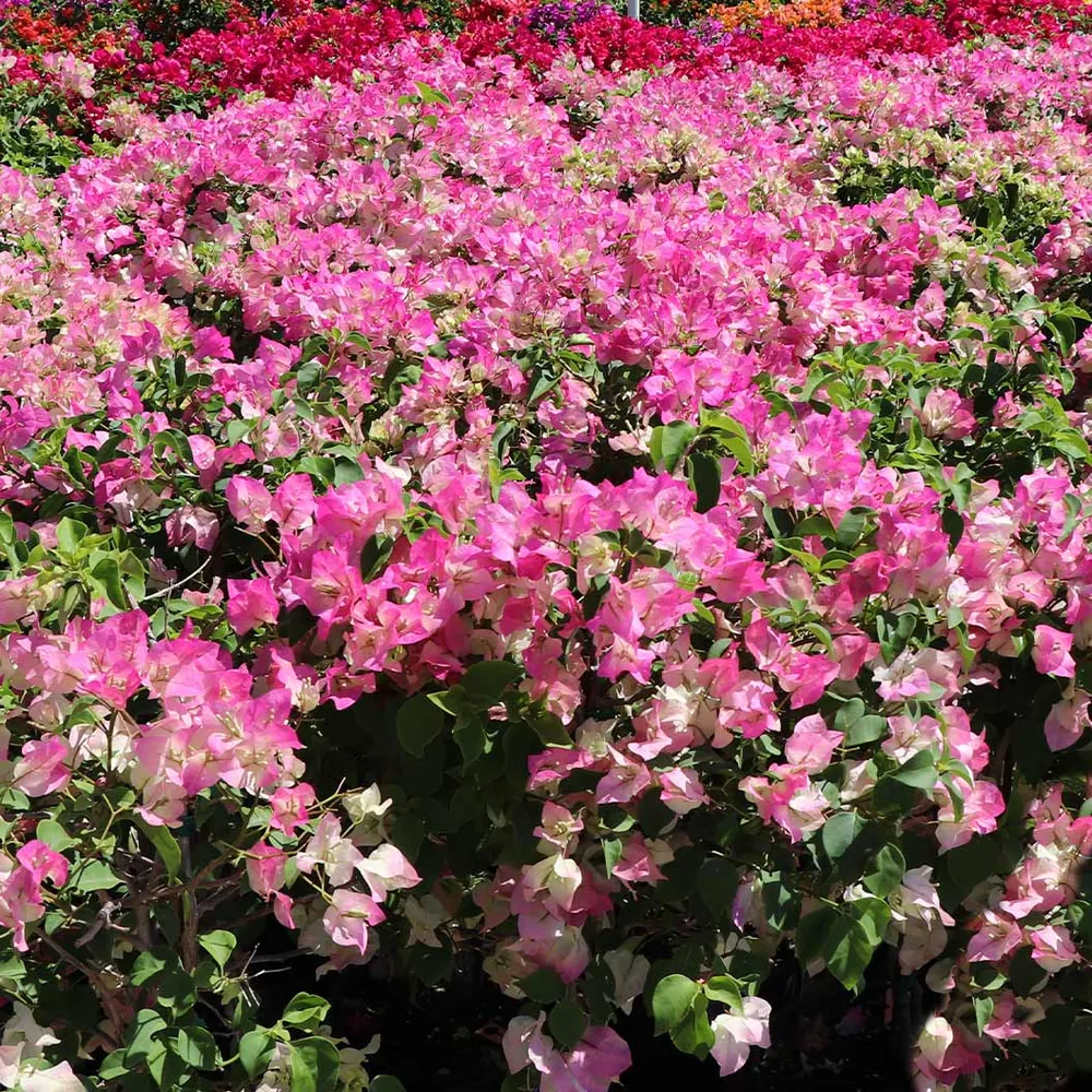 Thai Delight Bougainvillea Shrub - Vibrant Flowering Outdoor Plant