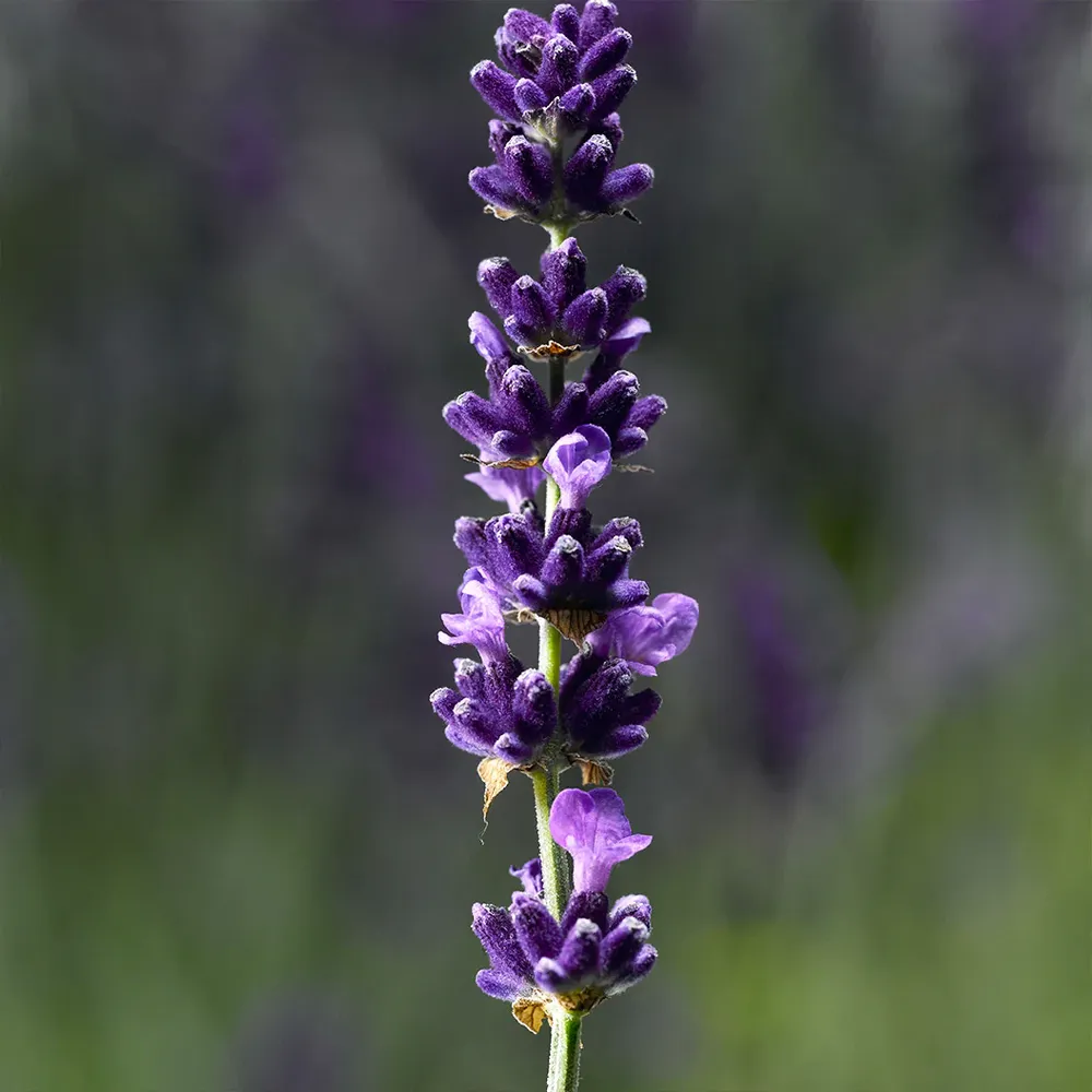 Hidcote Blue Lavender (Lavandula angustifolia) Perennial Garden Plant 1