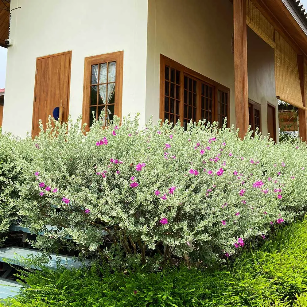 Purple Rain Texas Sage (Leucophyllum frutescens) Drought-Tolerant Flowering Shrub