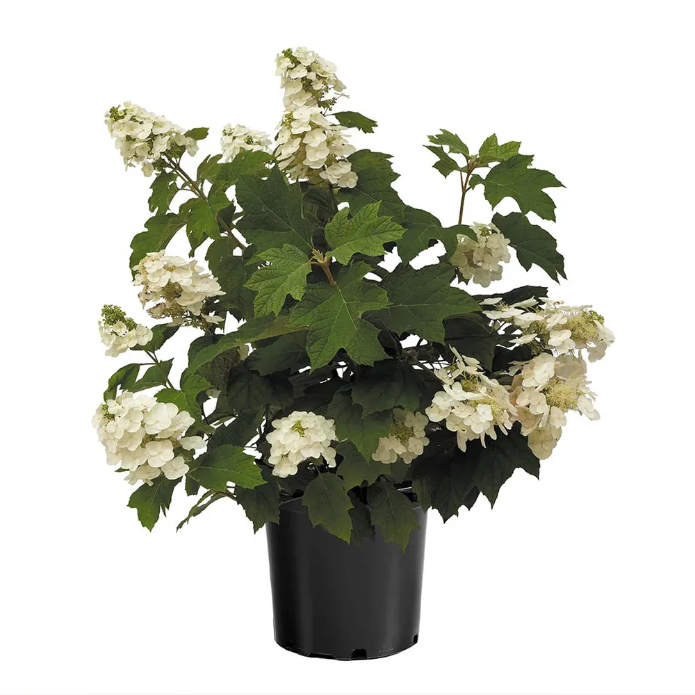 Autumn Reprise Oakleaf Hydrangea Shrub - Seasonal Ornamental Flowering Plant 3