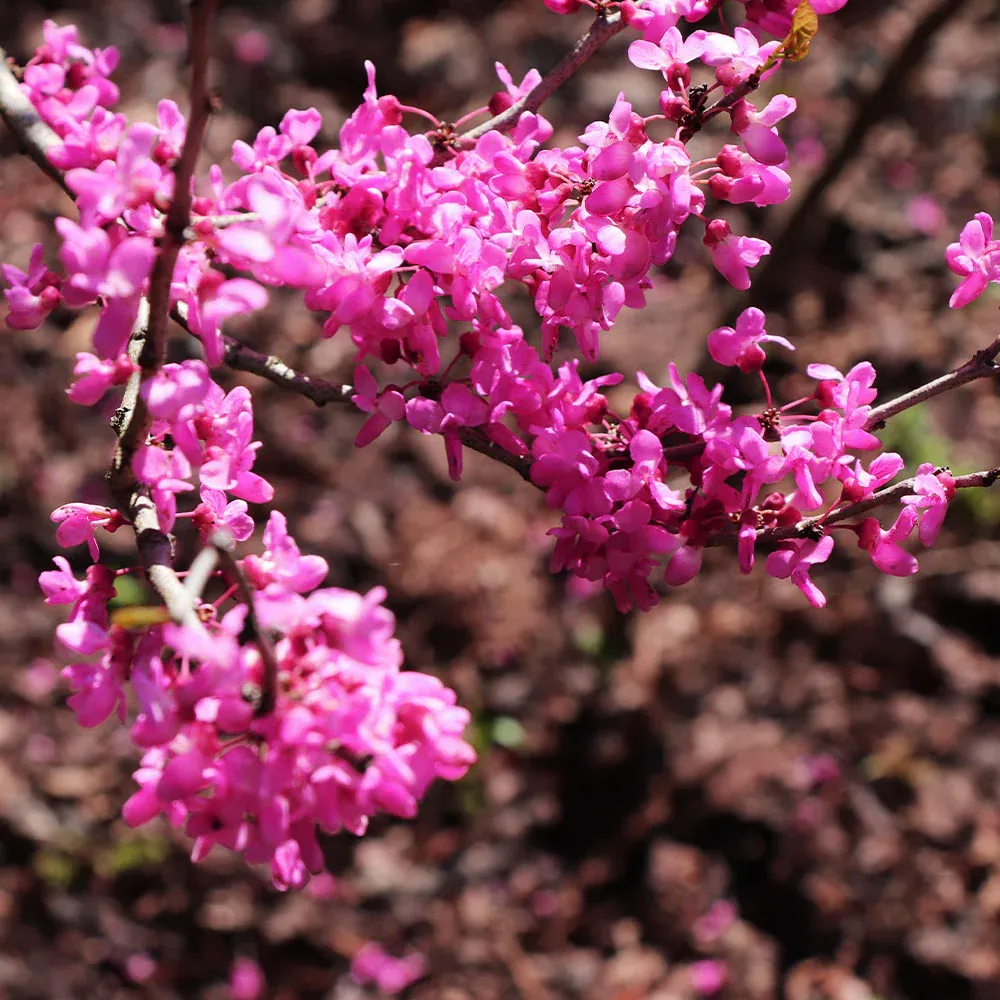 Avondale Redbud Tree (Cercis canadensis 'Avondale') 1