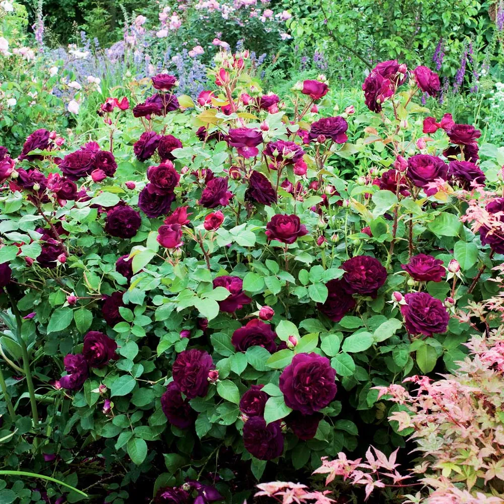 David Austin® Munstead Wood® Rose Bush - Deep Crimson Fragrant Shrub 2