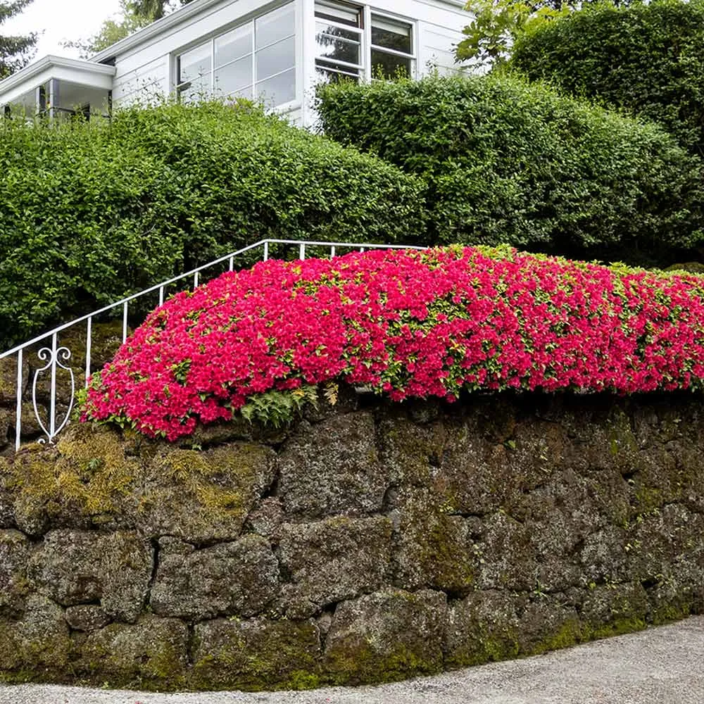 Red Ruffle Azalea Shrub - Vibrant Evergreen Flowering Landscape Plant 1