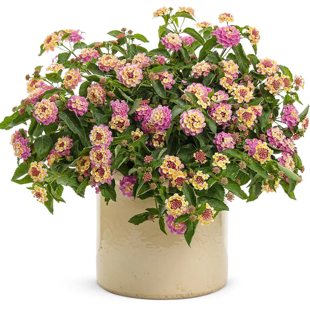 Proven Winners® Luscious® Pinkberry Blend™ Lantana - Heat-Tolerant Flowering Shrub 2