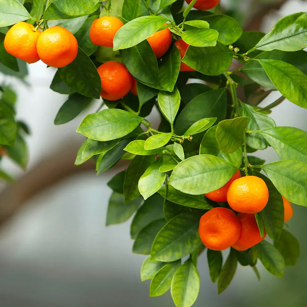 Cold-Hardy Seedless Satsuma Mandarin Plant (Citrus Unshiu) 1