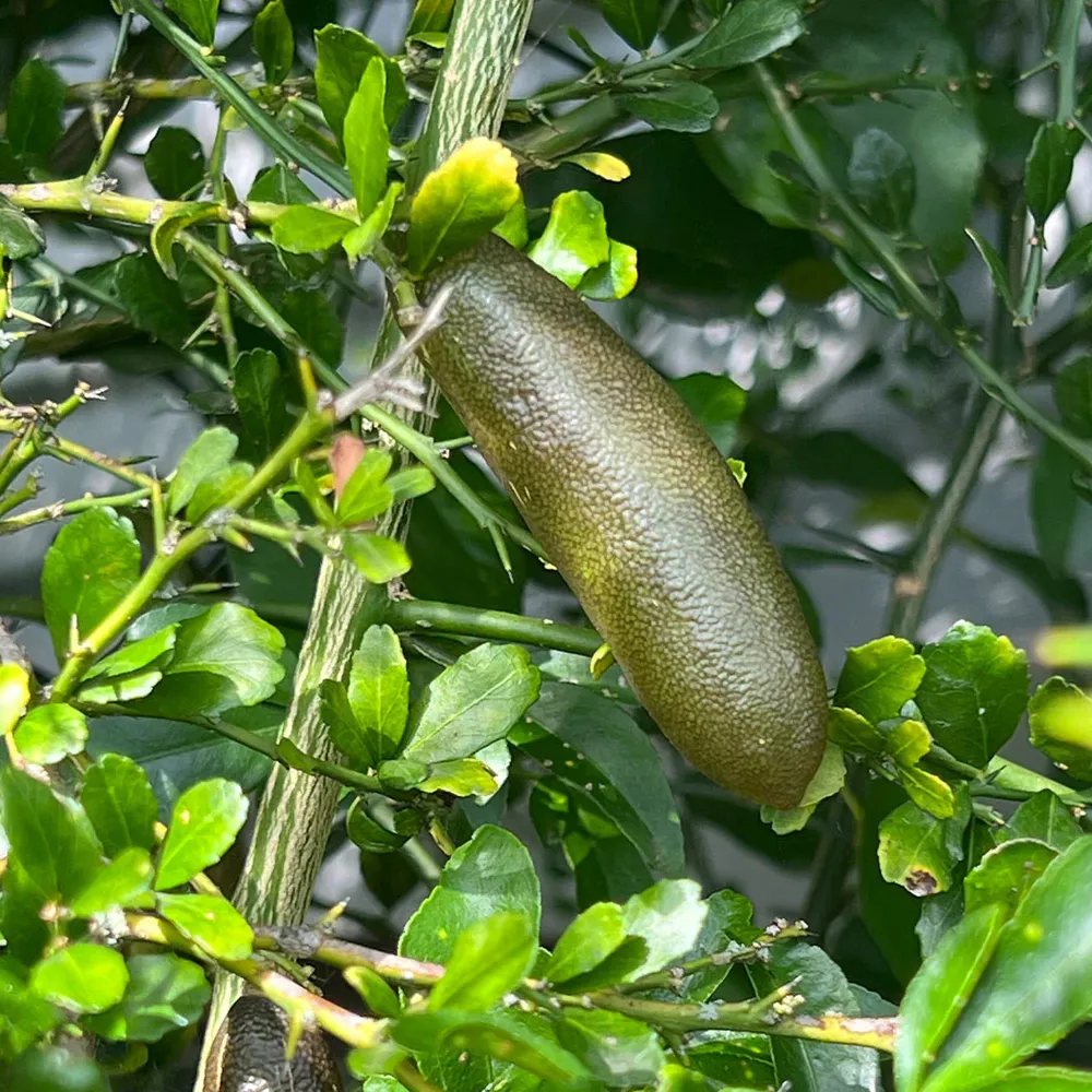 Giant Finger Lime Tree (Citrus australasica) Live Fruit Plant 1