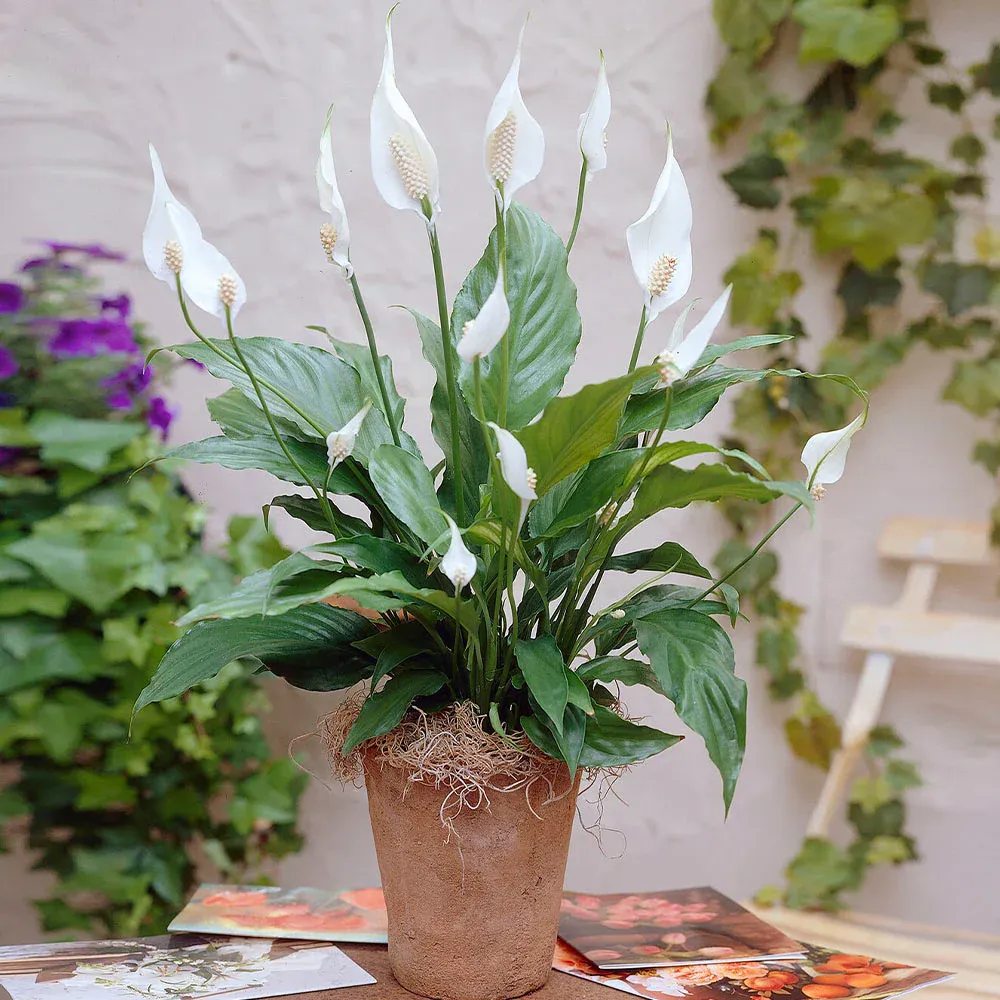 Peace Lily Indoor Houseplant (Spathiphyllum) 2