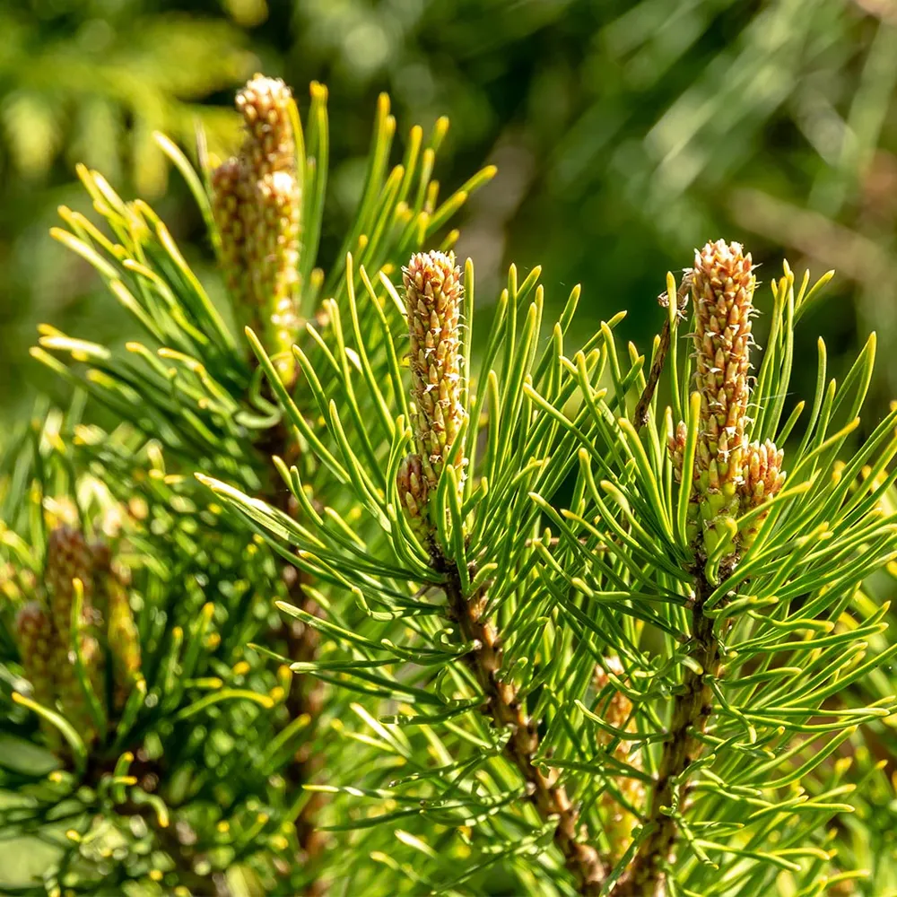 Ophir Mugo Pine Shrub - Compact Evergreen Conifer 1