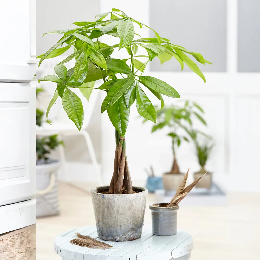 Money Tree Plant - Braided Pachira Aquatica Indoor Potted Houseplant 1