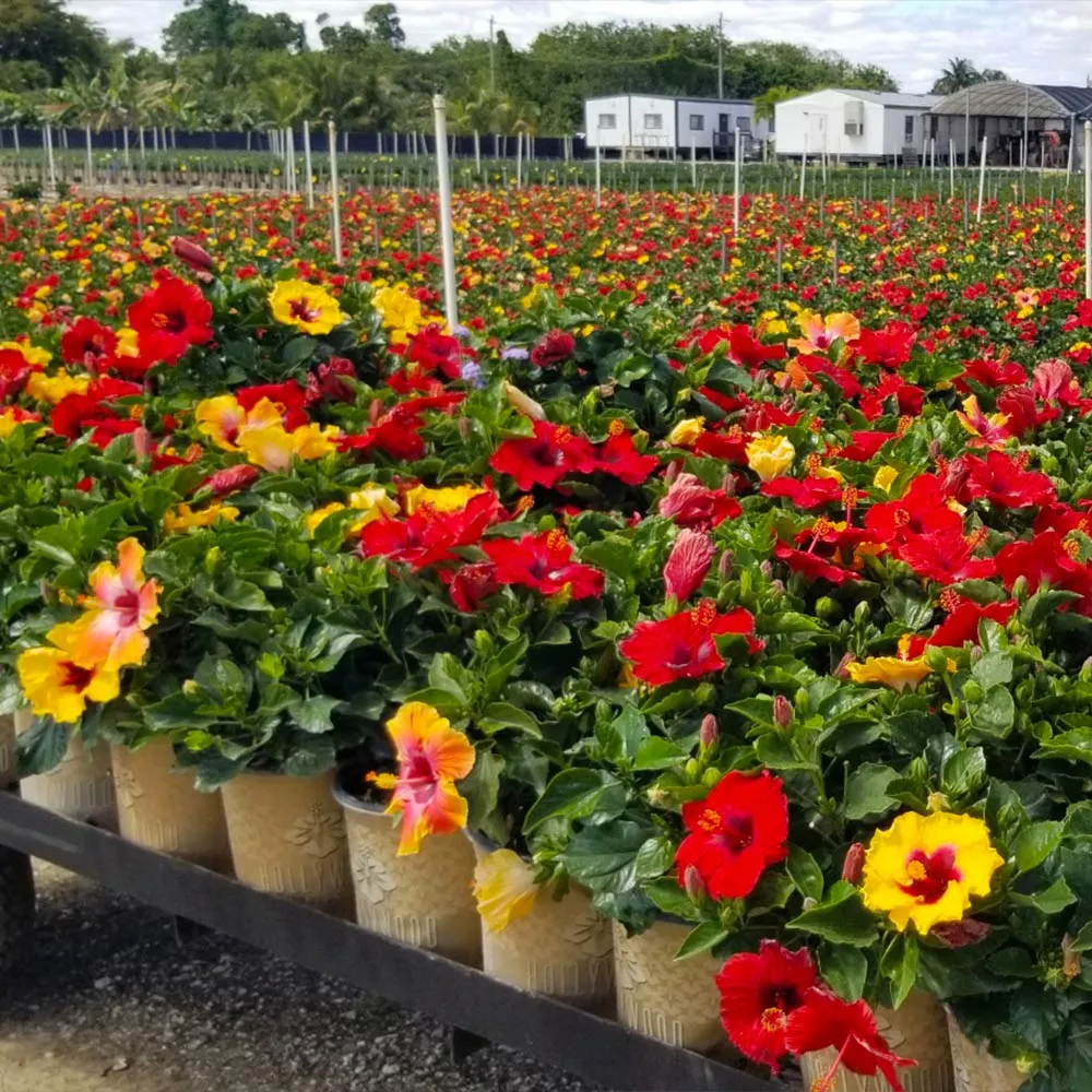 Bloom Bash® Hollywood® Hibiscus Tropical Flowering Shrub 2