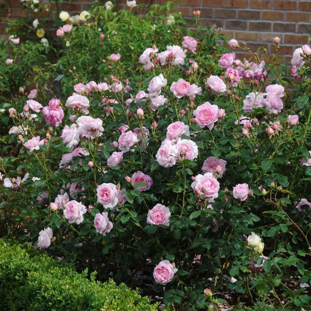 David Austin® Scepter'd Isle® Rose Shrub - Repeat-Flowering English Rose 4