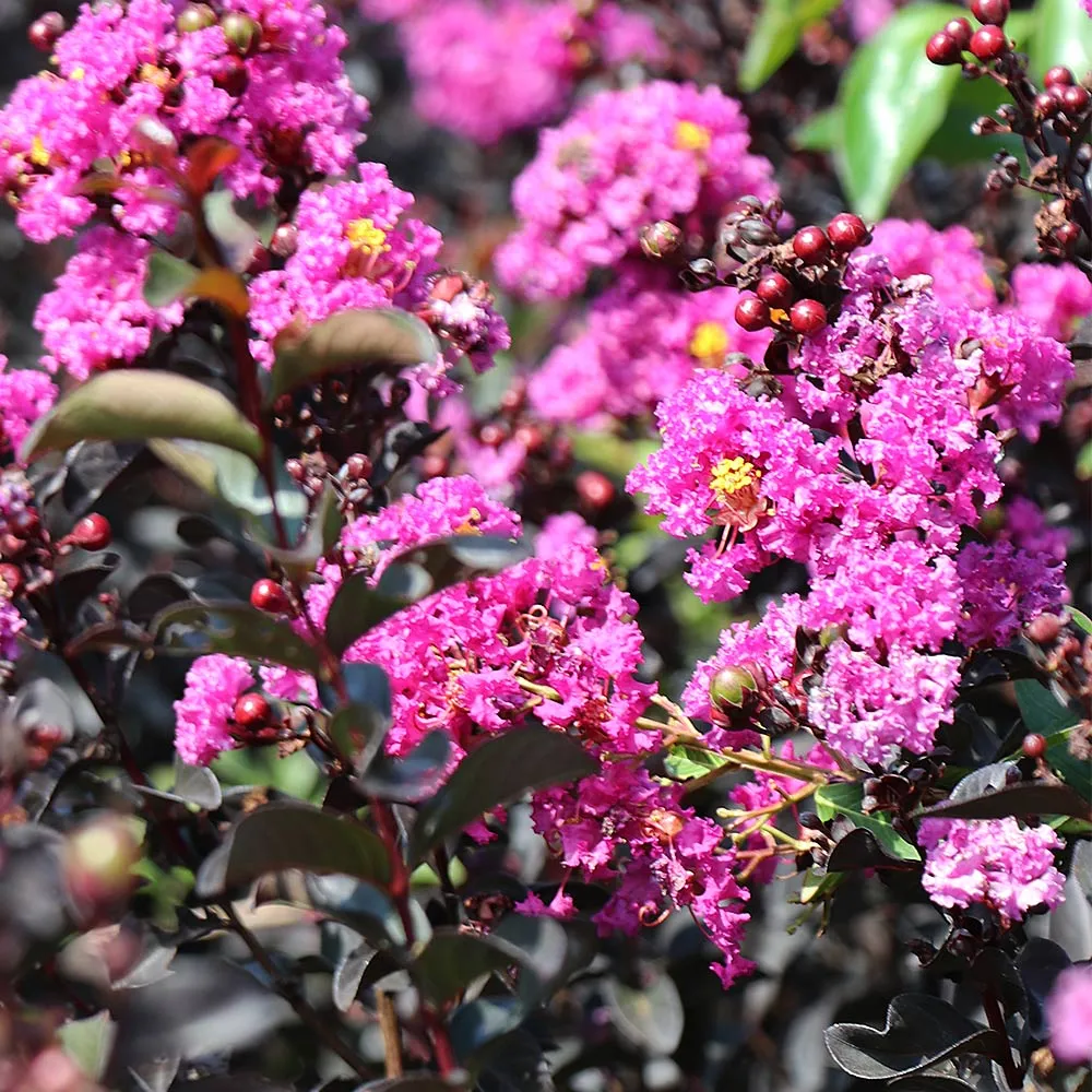 Purely Purple Crape Myrtle Tree - Lagerstroemia Indica 3