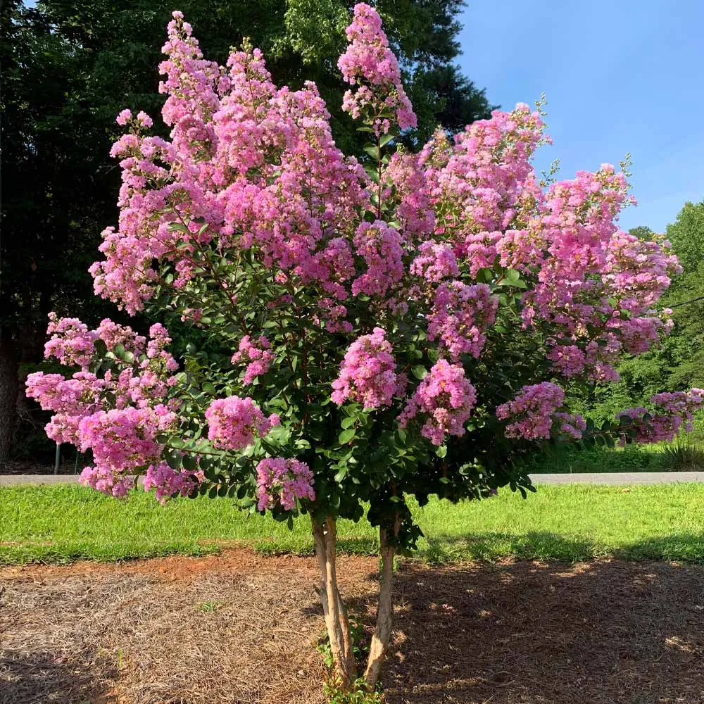 Hopi Crape Myrtle (Lagerstroemia indica x fauriei) Flowering Ornamental Tree