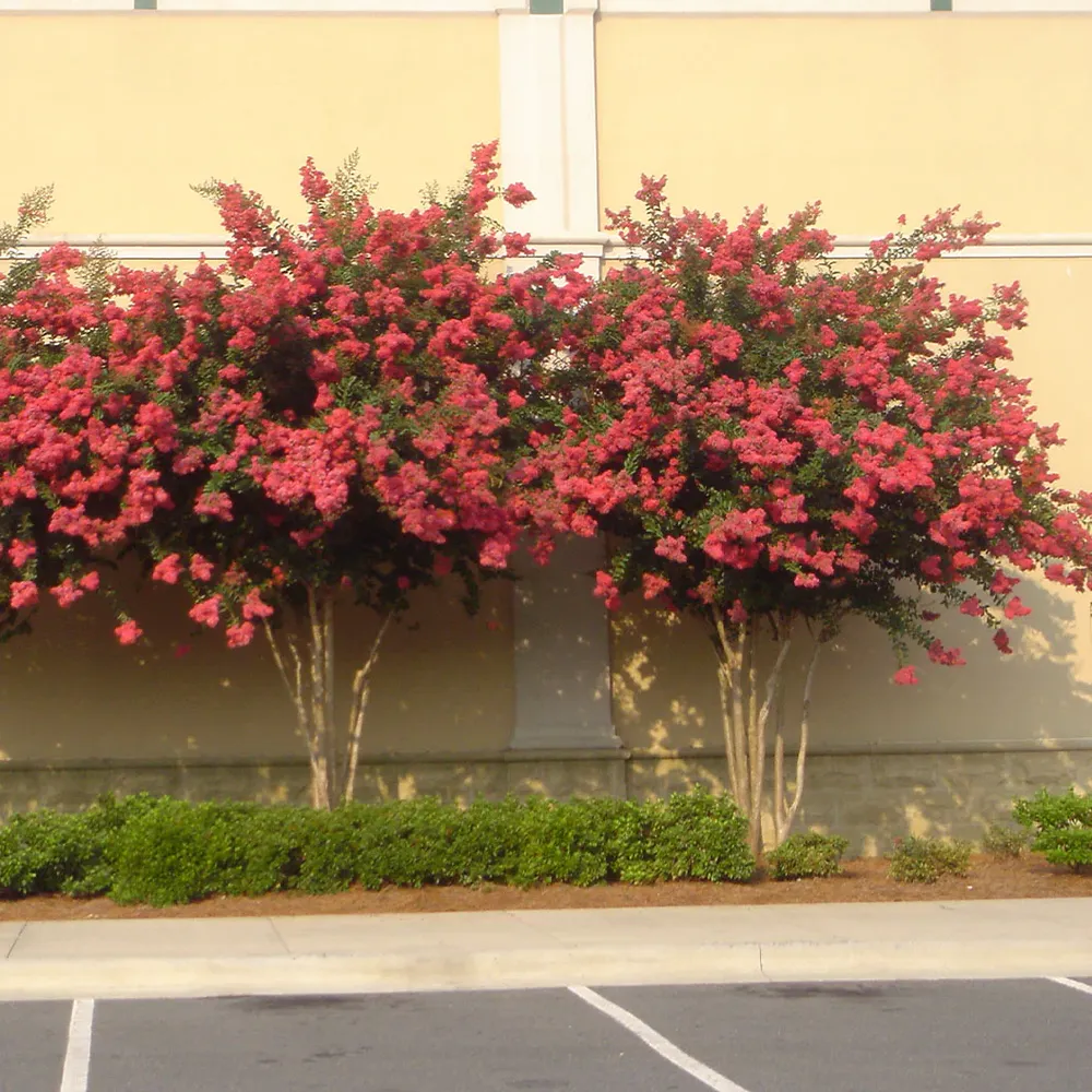 Colorama™ Coral Crape Myrtle Flowering Tree 1