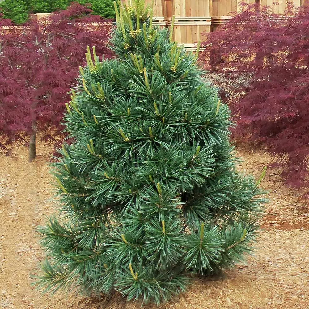 Vanderwolf's Pyramid Limber Pine - Pinus flexilis Ornamental Evergreen 1