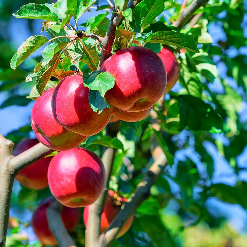 Enterprise Apple Tree - Disease Resistant Fruit Bearing Tree
