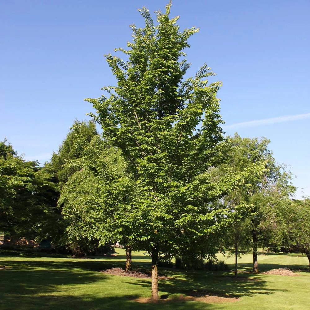 Emerald Sunshine Elm Tree - Disease-Resistant Ornamental Shade Tree 1