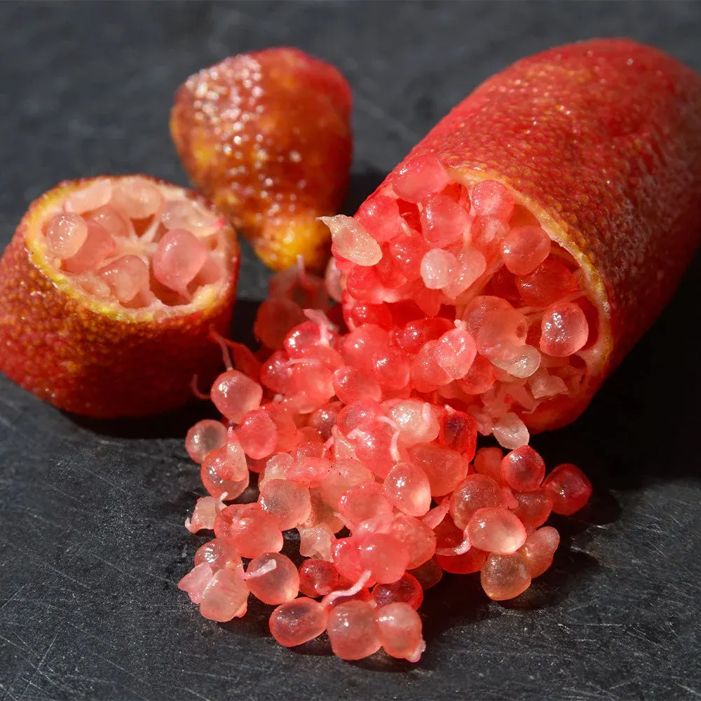 Red Finger Lime (Citrus australasica) Exotic Fruit Tree