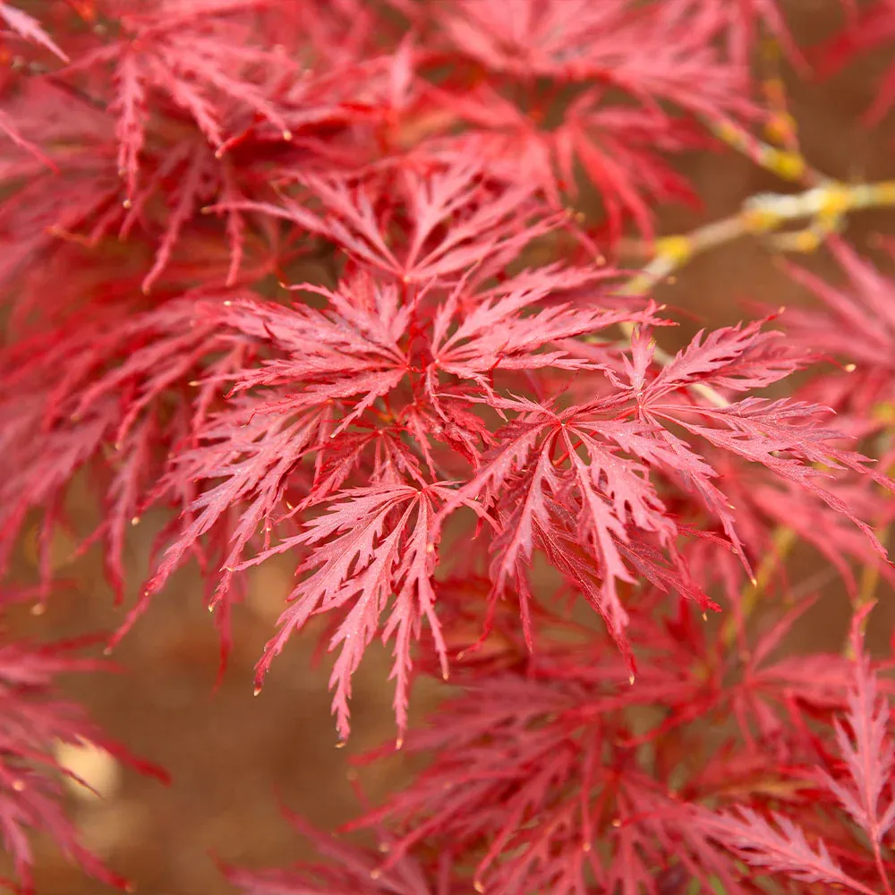 Red Dragon Japanese Maple Tree - Acer Palmatum Dissectum 2