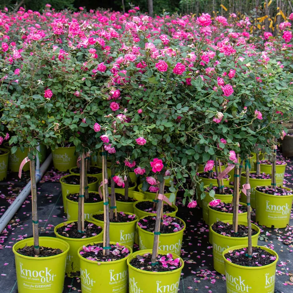Pink Knock Out® Rose Tree - Continuous Blooming Standard Shrub Rose 3