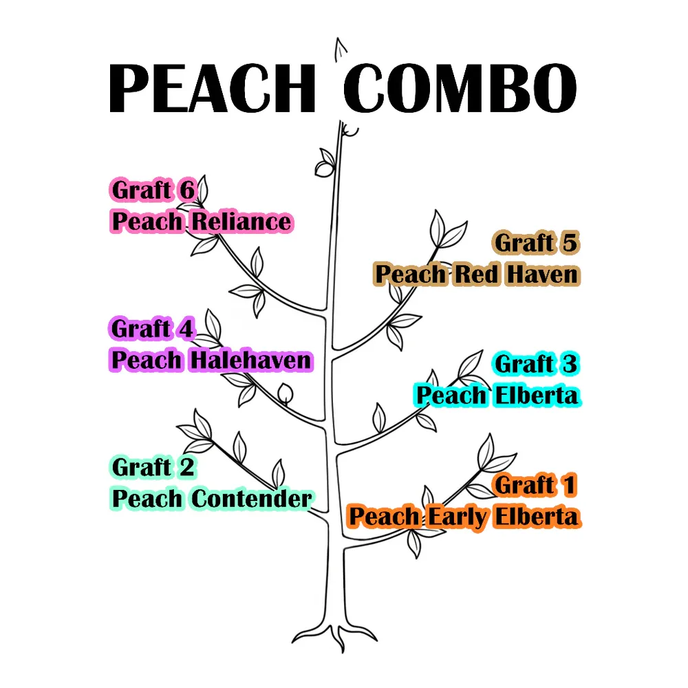 Multi-Variety Combination Peach Tree for Home Orchards 2
