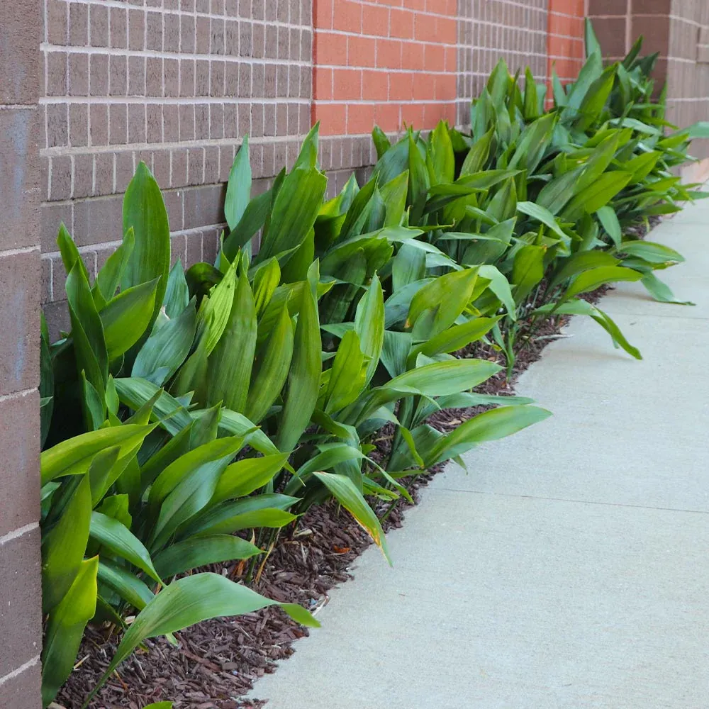 Cast Iron Plant (Aspidistra elatior) Hardy Indoor Evergreen Houseplant 3