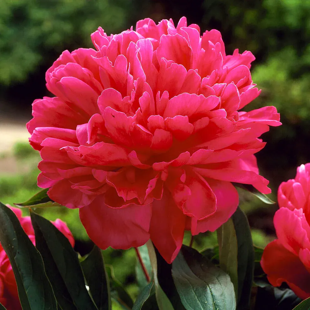 Felix Crousse Peony Fragrant Double Pink Perennial Bare Root