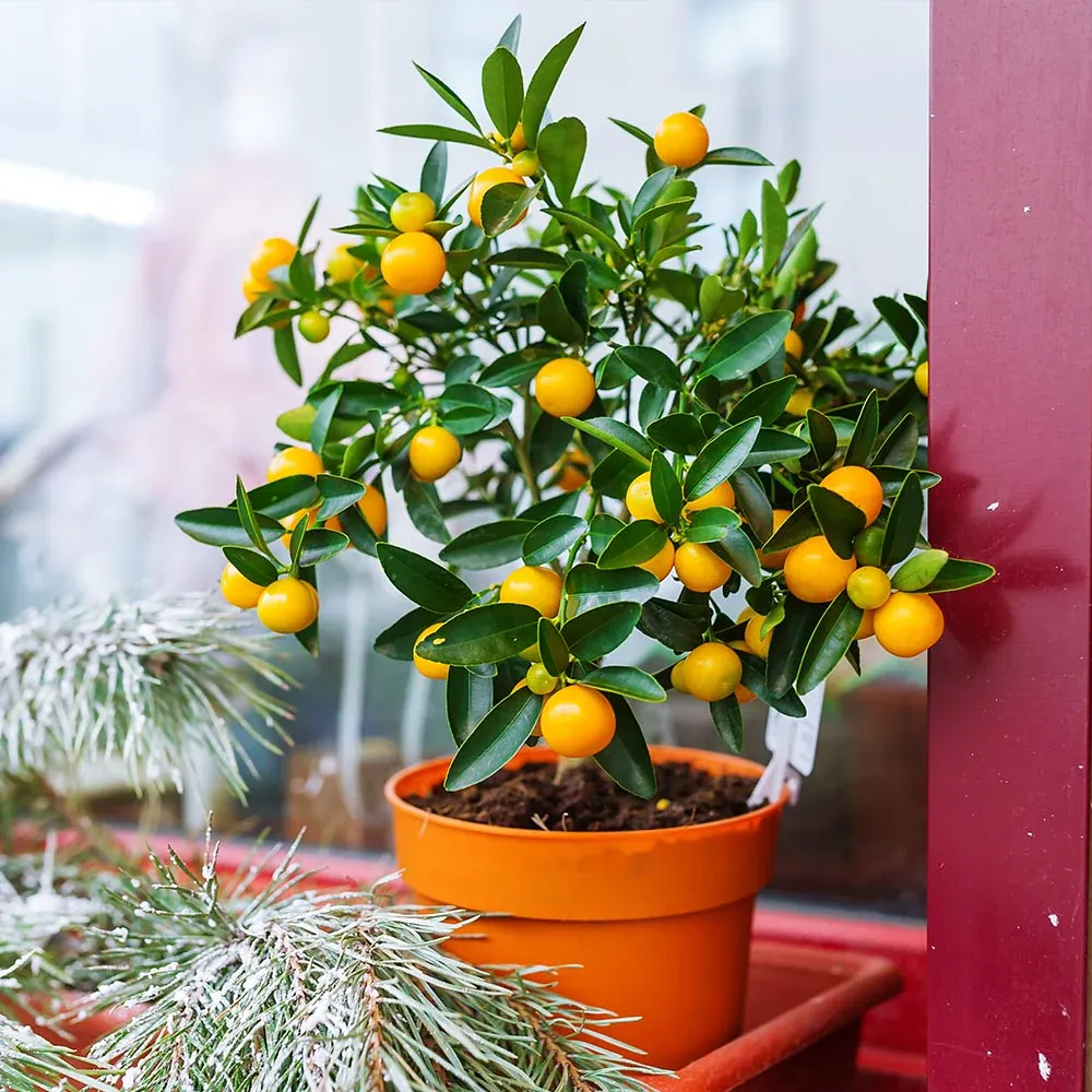 Kishu Mandarin Tree - Compact Dwarf Citrus Fruit Plant