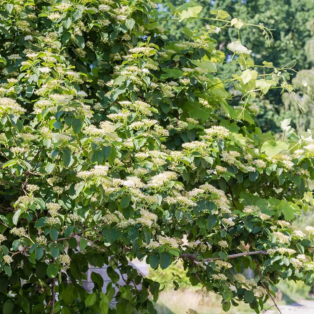 Pagoda Dogwood Tree (Cornus alternifolia) Ornamental Deciduous Sapling 1
