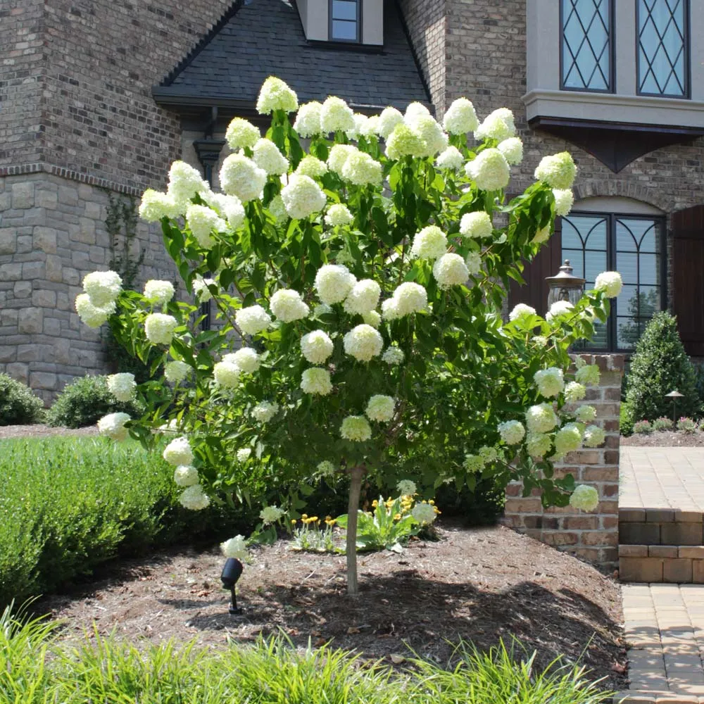 Limelight Hydrangea Tree - Hardy Flowering Shrub Standard