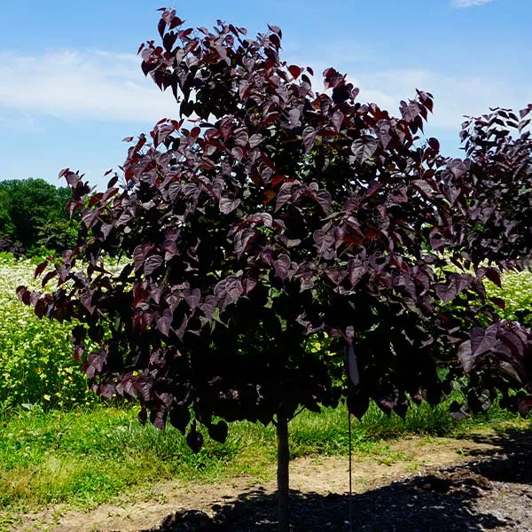 Amethyst Redbud Tree (Cercis canadensis) - Ornamental Deciduous Flowering Tree