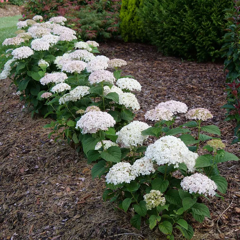 Invincibelle Wee White® Hydrangea - Compact Reblooming Shrub